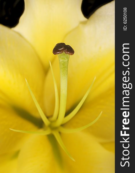 Close-up of a lily's pistil. Close-up of a lily's pistil