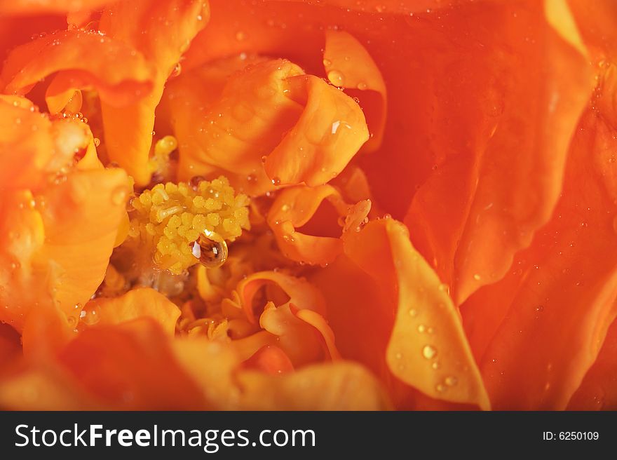 Close-up of a beautiful rose with water drops