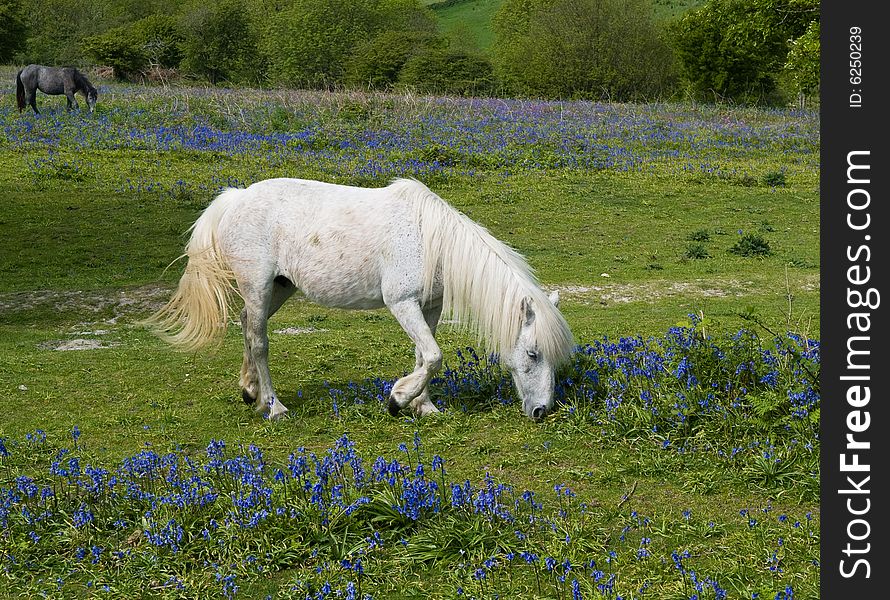 New Forest pony grazing in bluebell field. New Forest pony grazing in bluebell field