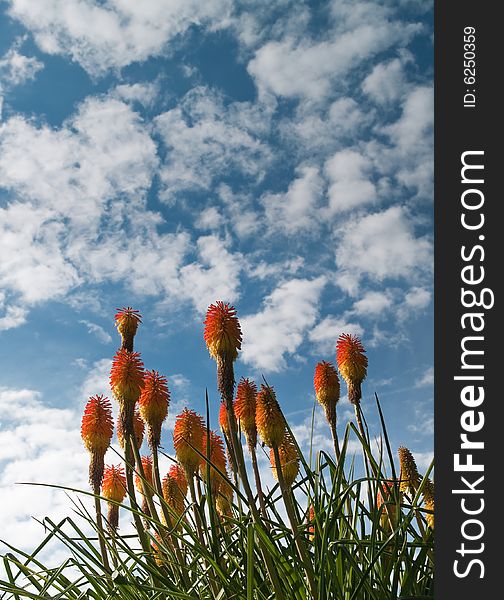 Red hot poker plant against sunny sky with clouds. Red hot poker plant against sunny sky with clouds
