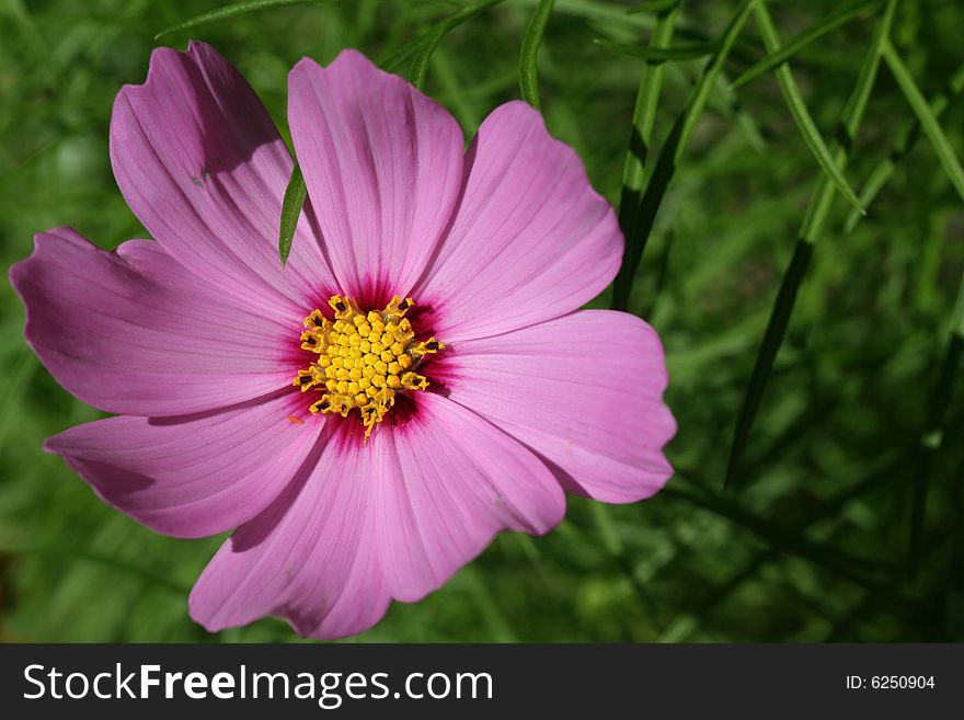 Light purple cosmo flower with a deep purple and yellow center