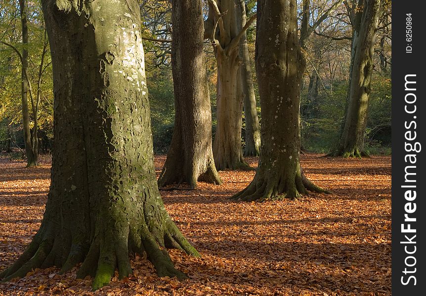 Autumn forest scene with fallen leafs and rays of sunshine