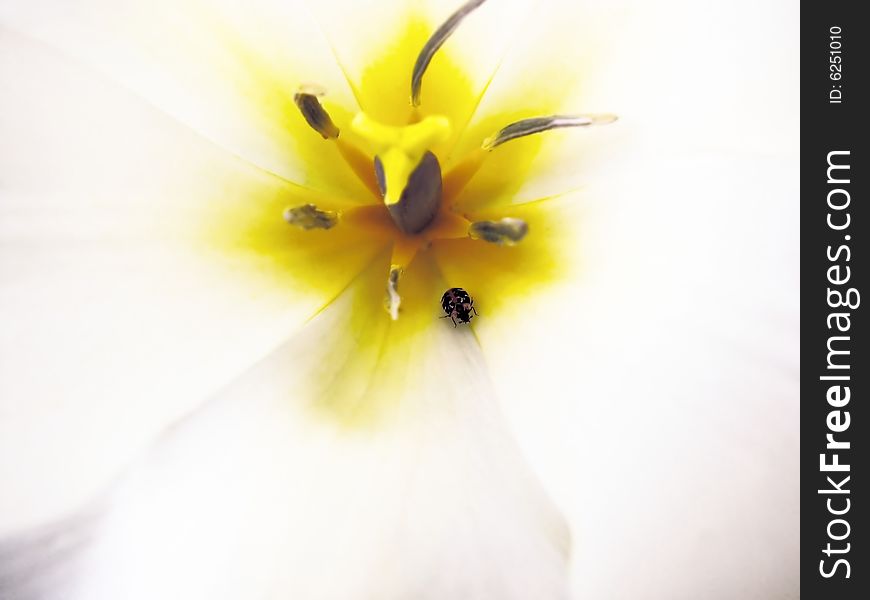 Beetle, a pestle and stamens of a white tulip. Beetle, a pestle and stamens of a white tulip