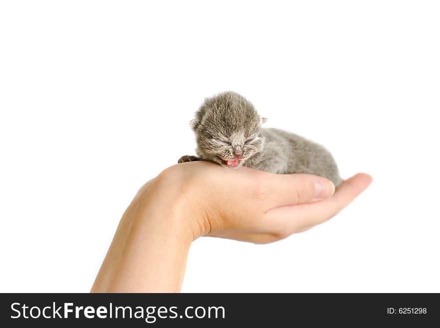 Very small kitty (3 days) in hand. Miaows. Very small kitty (3 days) in hand. Miaows.