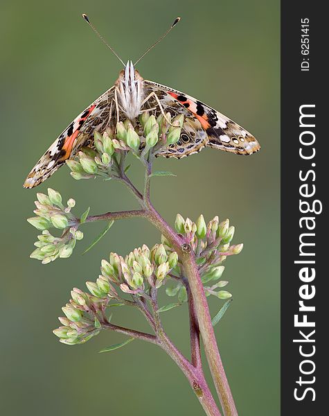 Underside Of Painted Lady Butterfly