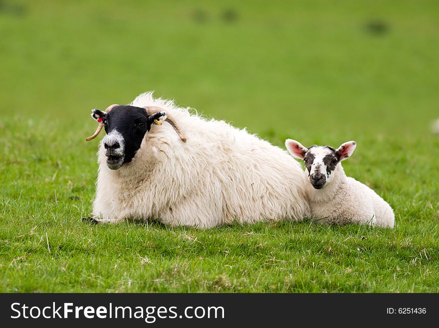 Lamb laying safely with mother. Lamb laying safely with mother