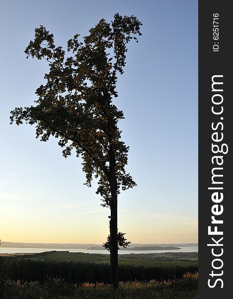 Large tree silhouette at dusk with a lake in the background