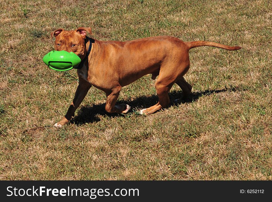 Pit bull playing with a foam and plastic football. Pit bull playing with a foam and plastic football