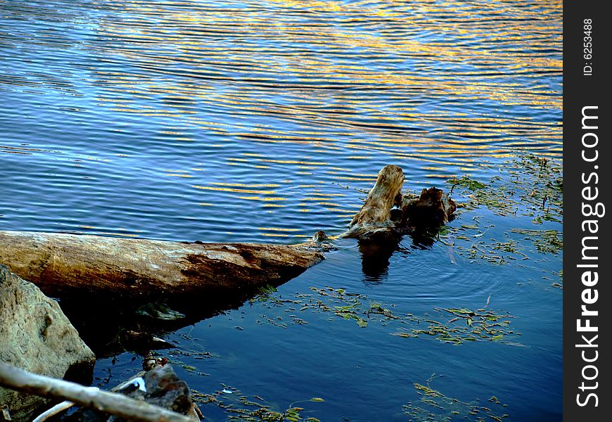 An original shot of a free trunk in The Arno river. An original shot of a free trunk in The Arno river