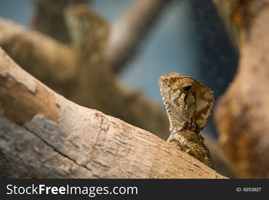 A brown lizard looking over a tree in the woods of costa rica. A brown lizard looking over a tree in the woods of costa rica