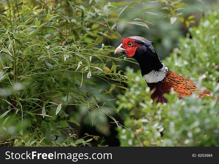 A Pheasant in the forest