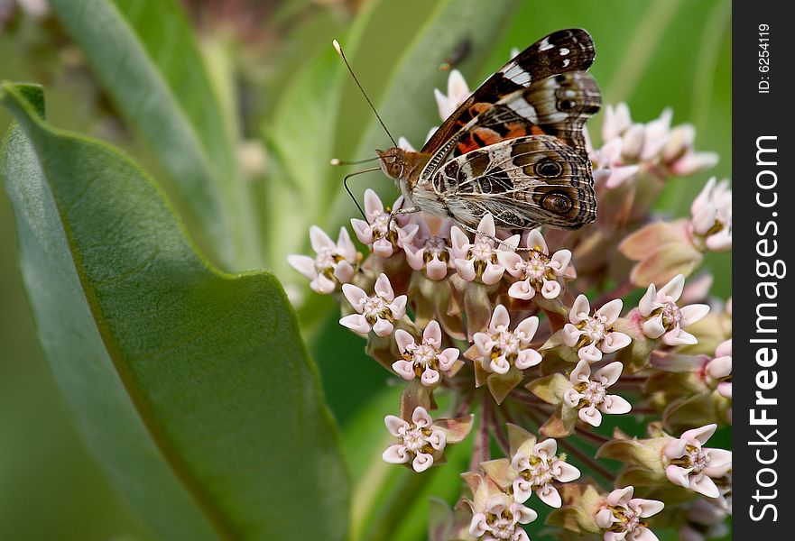 Painted Lady Butterfly