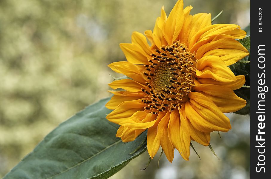 Beautiful sunflower in the sunlight. Closeup image. May be used as background