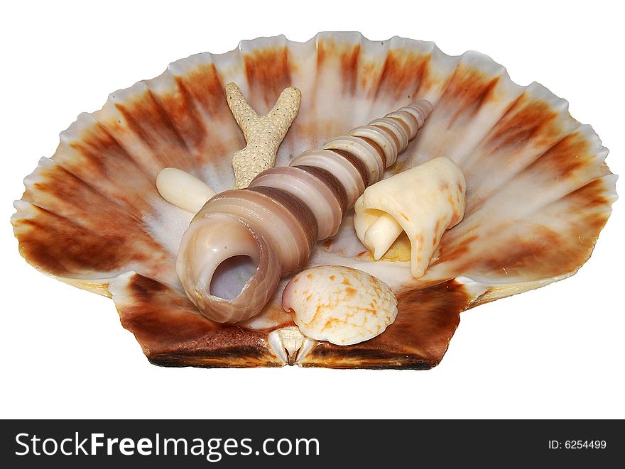 These cockleshells are found ashore the Indian ocean.