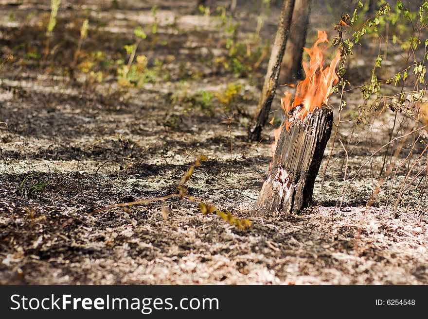 Fire in the pine tree forest. Fire in the pine tree forest