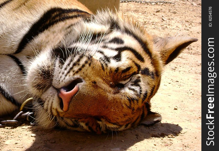 The head of a Tiger sleeping in the sun. The head of a Tiger sleeping in the sun