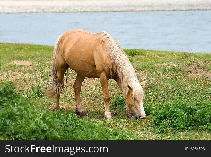Horse on meadow near river. Horse on meadow near river