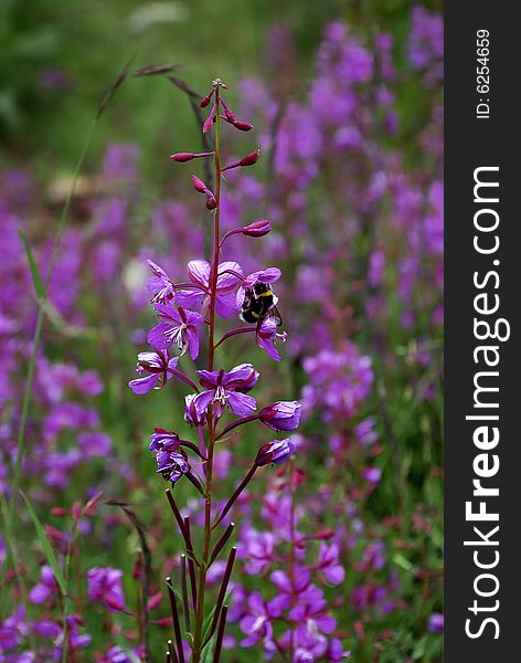 Purple flowers and small bee