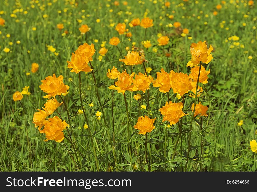 Globe-flowers meadow  in perspective. Globe-flowers meadow  in perspective