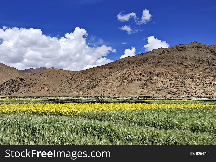 Blue sky and yellow flowers