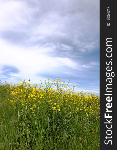 Green grass field and sky background