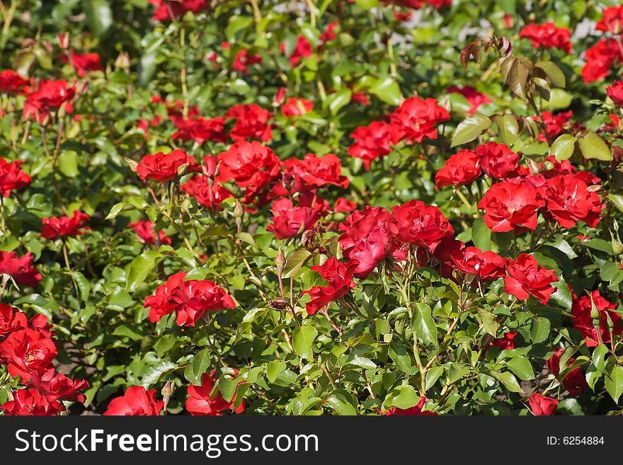 Red rose bushes on the flower bed. Red rose bushes on the flower bed