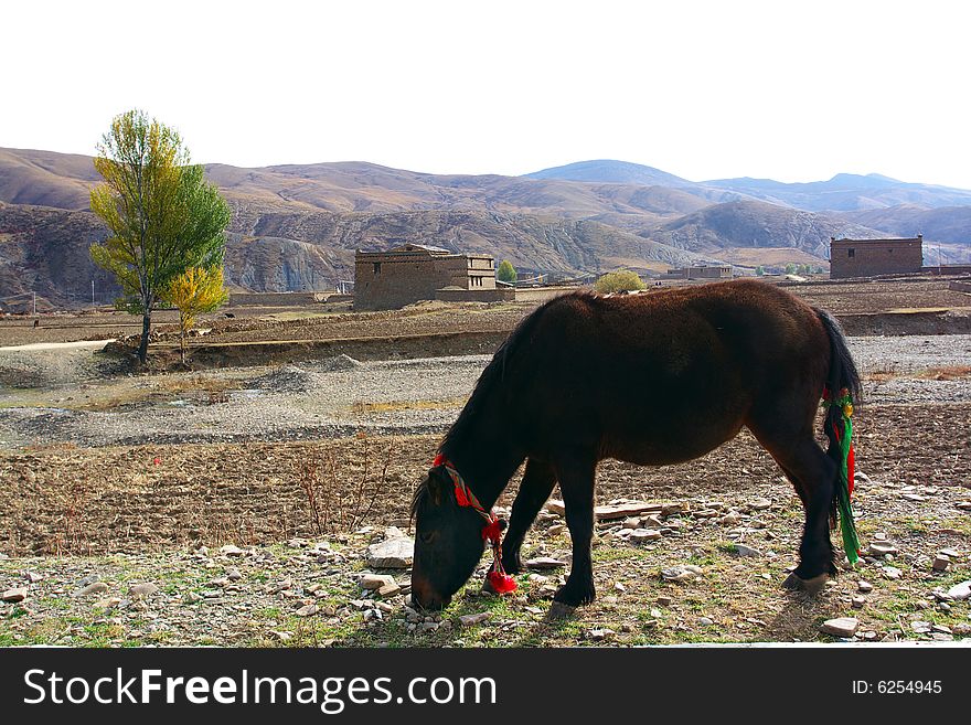 The tibet altiplano village in the afternoon