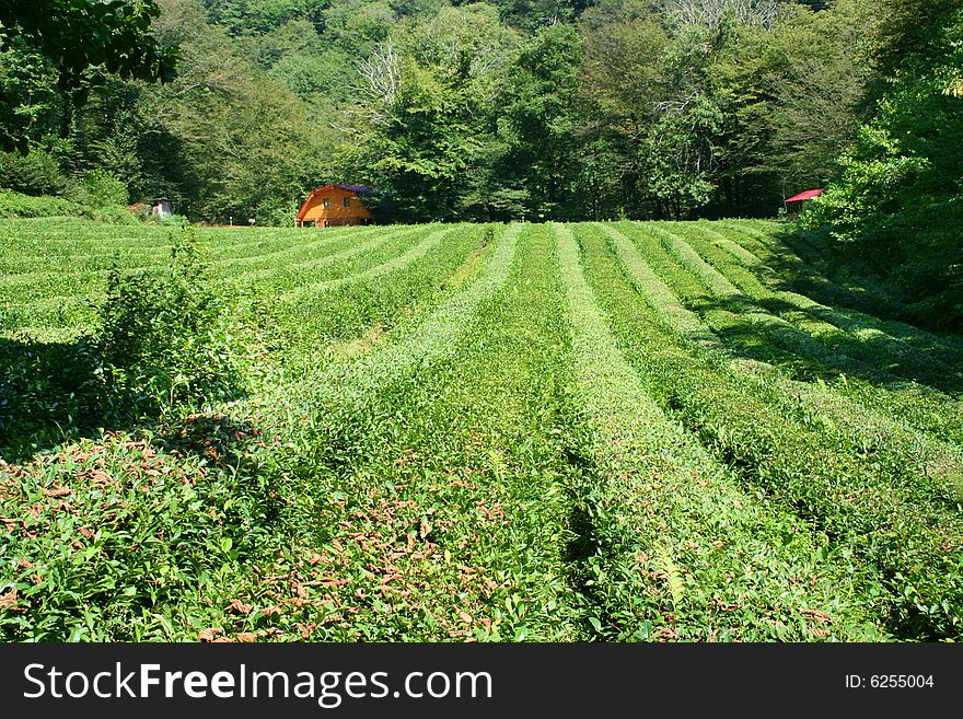 Growing tea sheet on plantations in mountain high
