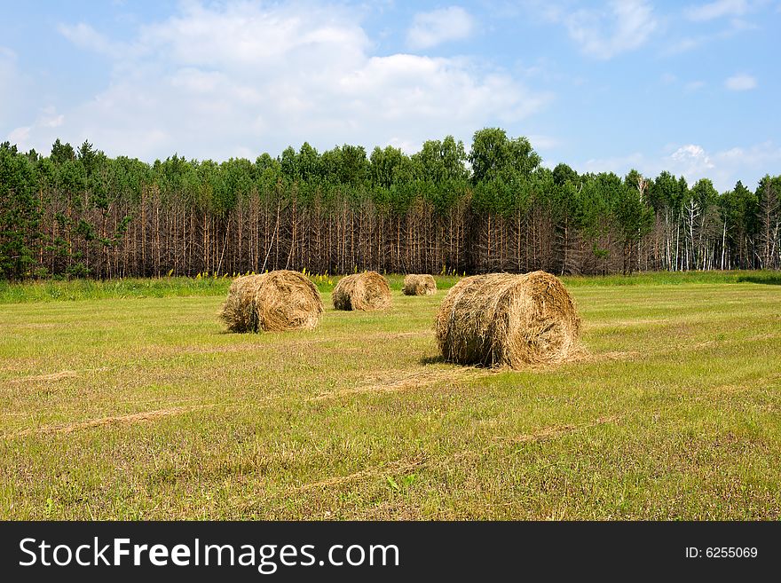 Rural scene, field with haystacks over forest