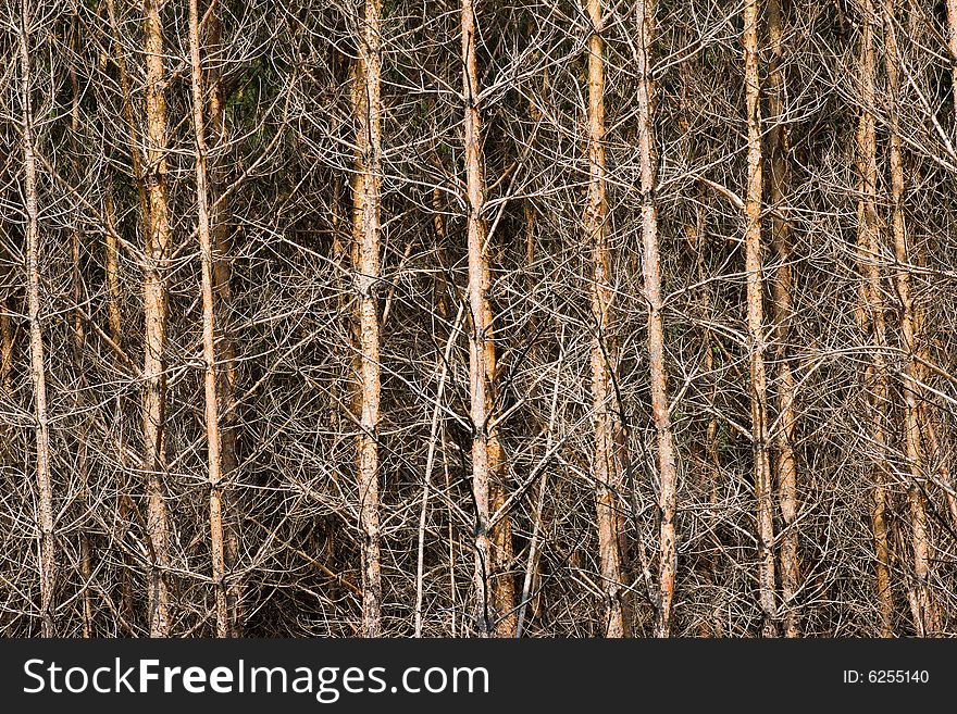 Pine Trunks Background