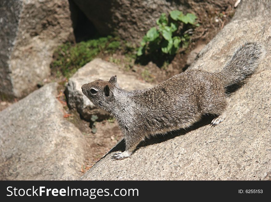 Curious squirrel looking somewhere from a white stone. Yosemite national park. California. USA