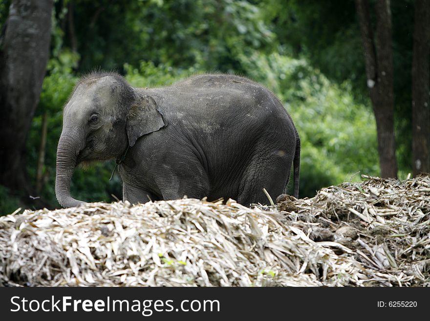 A young elephant  taken in lovely thailand. A young elephant  taken in lovely thailand