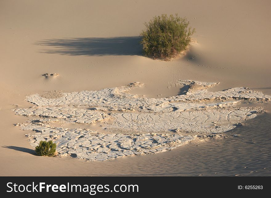 Shrubs in sand dunes. Stovepipe Wells. Death Valley national park. California. USA