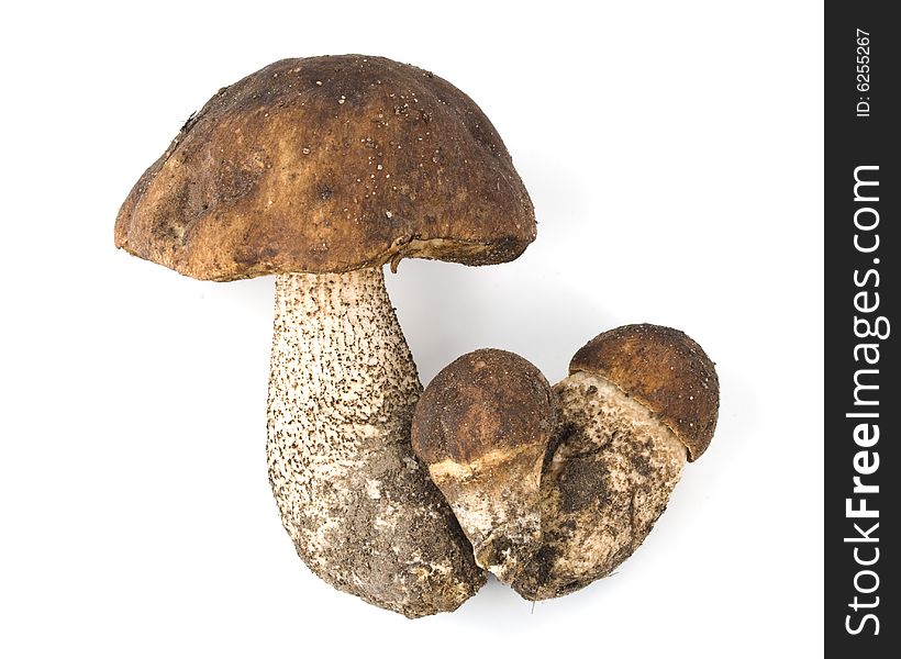 Brown cap boletus on a white background