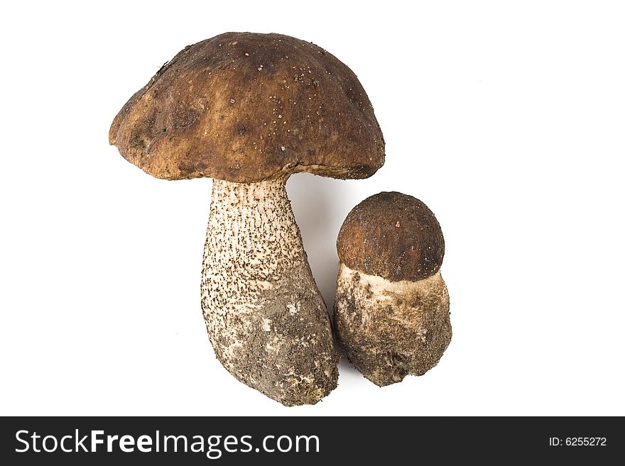 Brown cap boletus on a white background