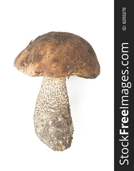 Brown Cap Boletus