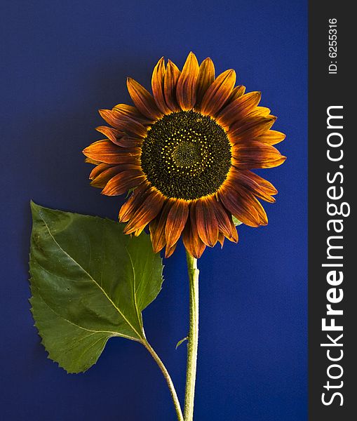 Sunflower on navy