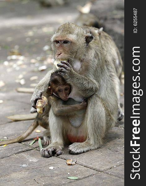 Mother and baby monkey in a histirorical park at Asia
