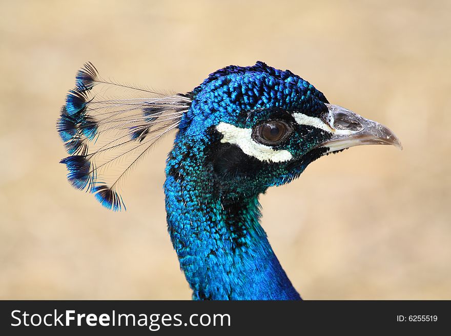 Close up of the peacock's head. Background.