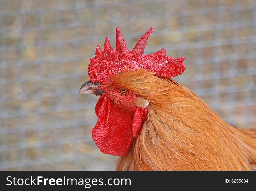 Close up of the rooster's head