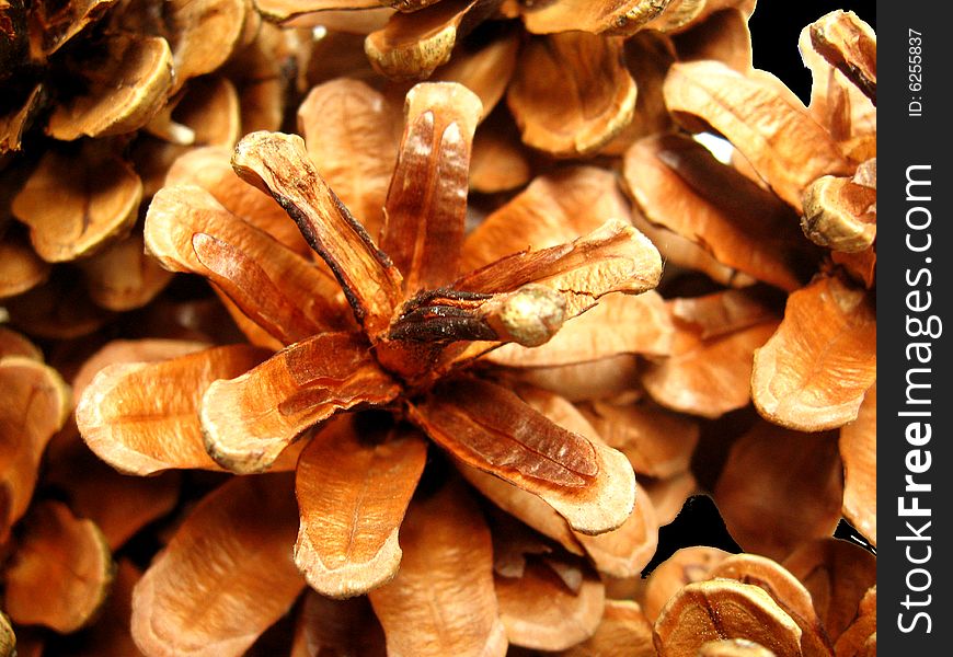 A bunch of pine cones used as artifacts. A bunch of pine cones used as artifacts