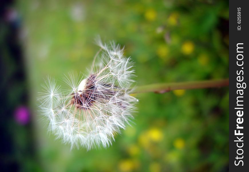 Detail of dandelion on a green lush meadow with flowers.