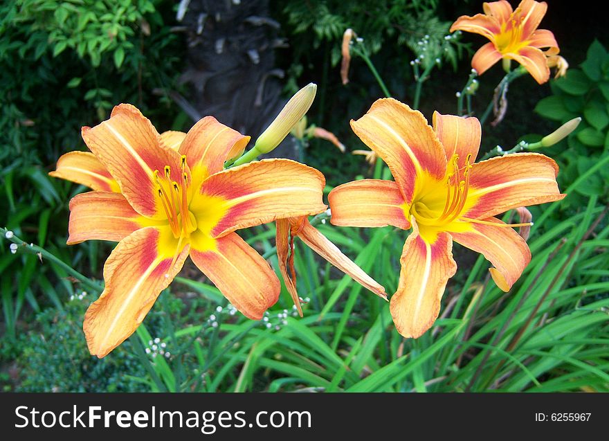 Lily flower in a grass