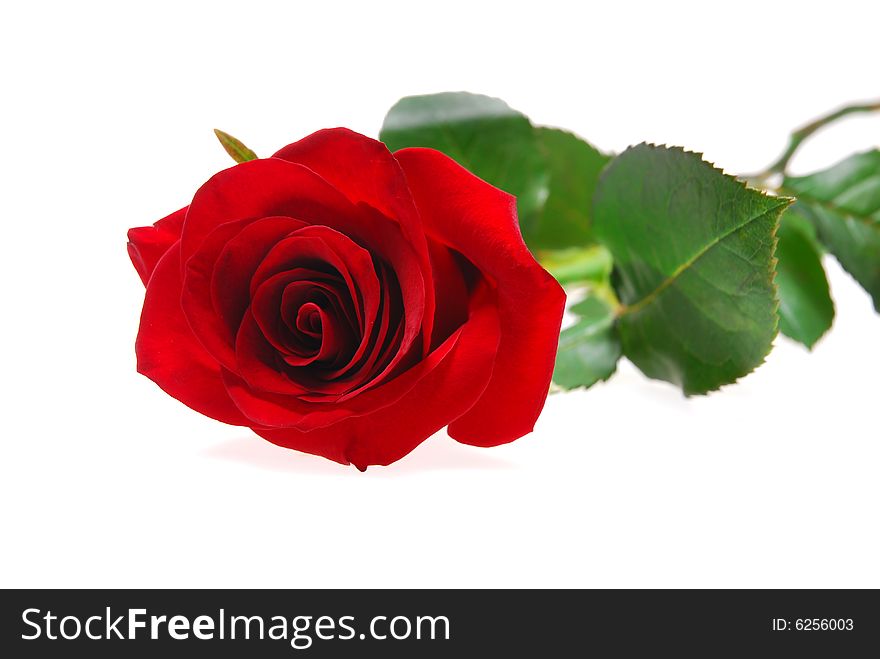 Red rose isolated on white. Red rose isolated on white