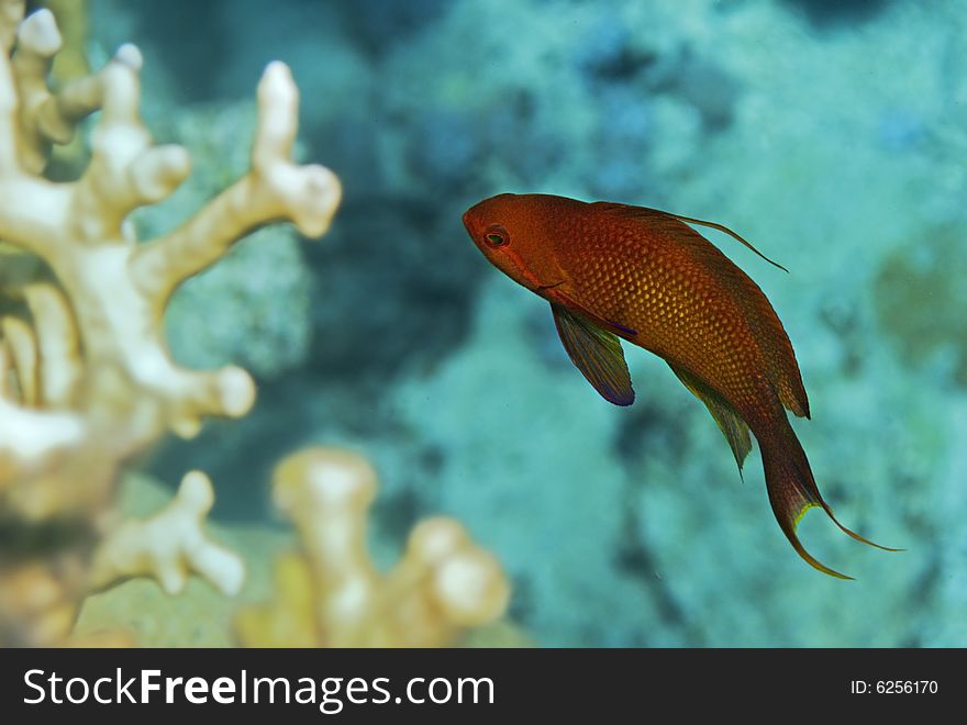 Anthias adult male fish swimming in red sea. Anthias adult male fish swimming in red sea