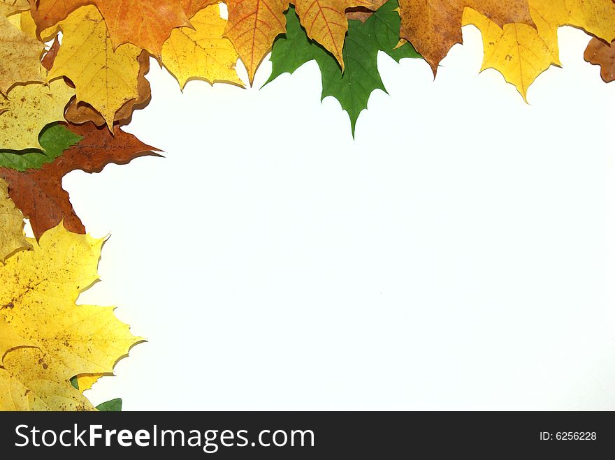 Frame with colored autumn maple leaves - white background