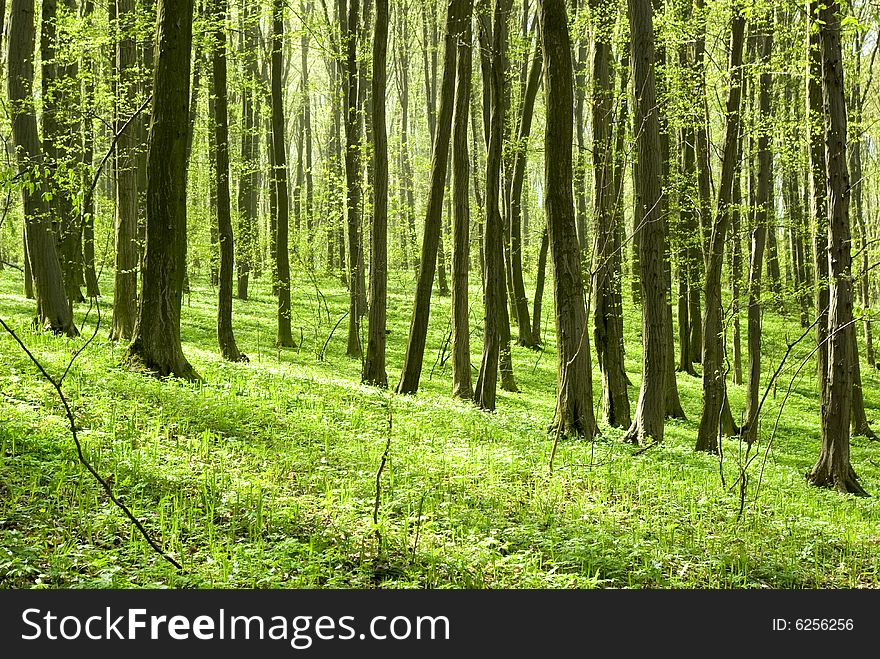 A breathtaking view as the sun shines through the forest on a misty day