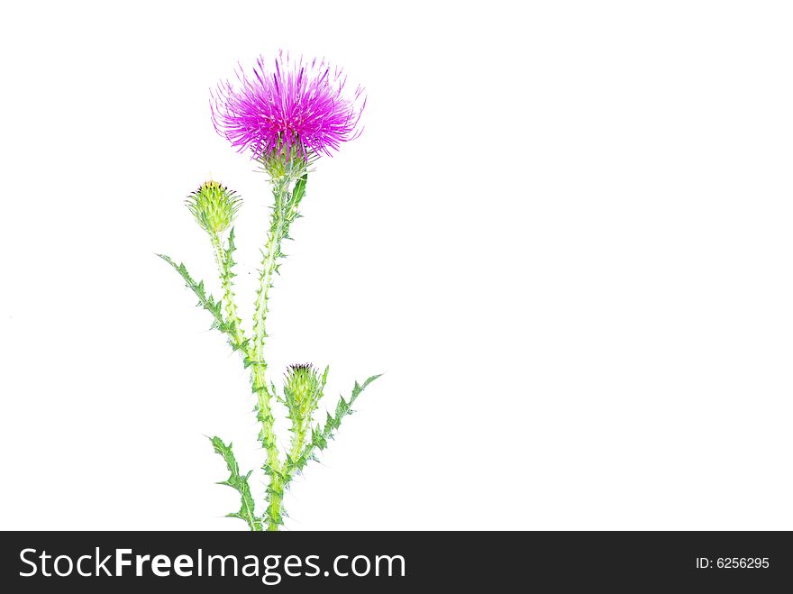 Flowers On White