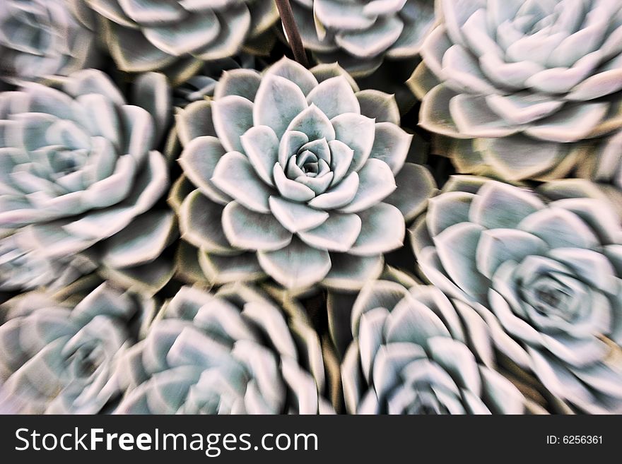 Aloes in Africa, picture taken whilst zooming out.