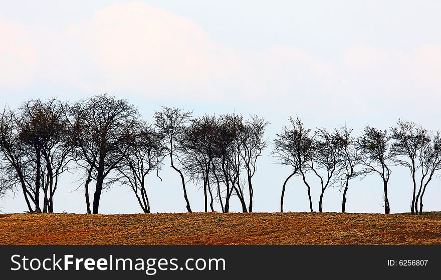 Photo of the row of trees